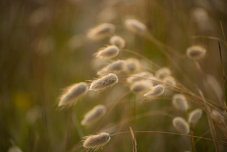 macro photography of white fountain grass thumbnail
