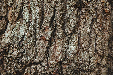 brown tree trunk thumbnail