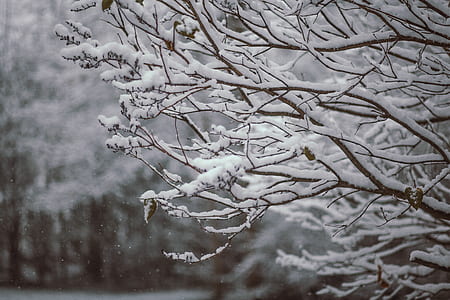 snow covered bare tree thumbnail