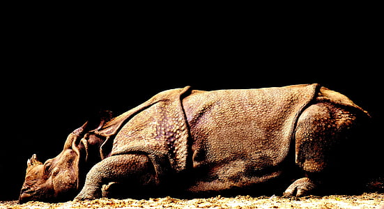 brown rhinoceros laying on brown surface thumbnail