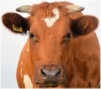 brown and white cow portrait photograhpy thumbnail