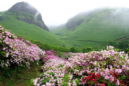 pink and red flower fields thumbnail