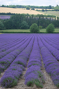 purple flower field at daytime thumbnail
