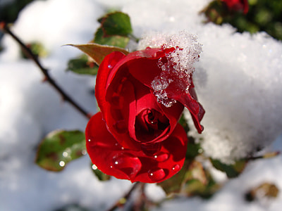 macro shot of red rose thumbnail