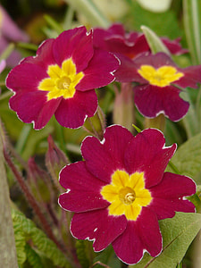Primula Schlüsselblume, Primula Vulgaris thumbnail