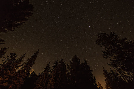 worm's eye view in the middle of the forest during night time thumbnail