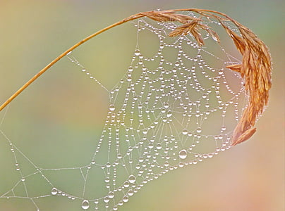 spider web in brown leafed grass thumbnail