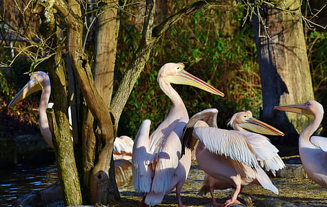 flock of white pelicans beside trees at daytime thumbnail
