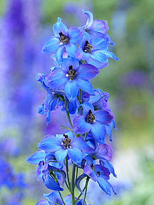 closeup photography of purple petaled flowers thumbnail