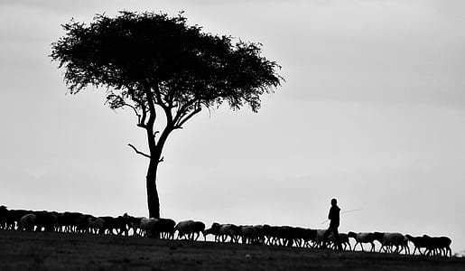 grayscale photo of flock of sheep near tree thumbnail