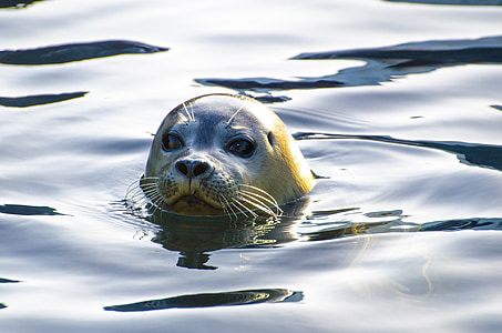 sea lion swam in water thumbnail