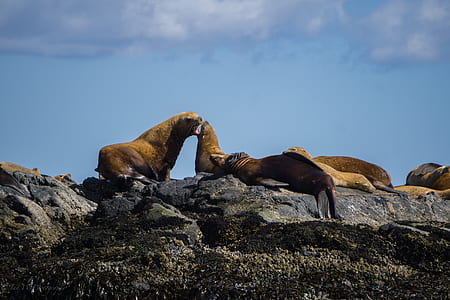 brown seal on rock thumbnail