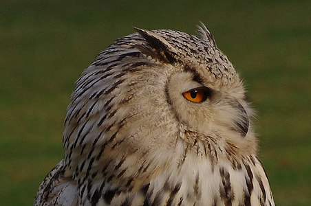 brown and white owl closeup photography thumbnail