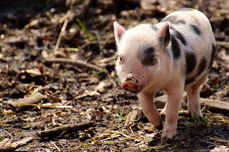 piglet walking on soil thumbnail