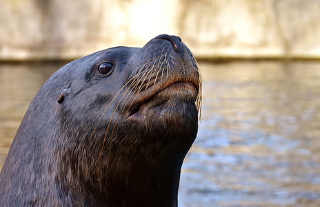 selective focus photography of sea lion thumbnail