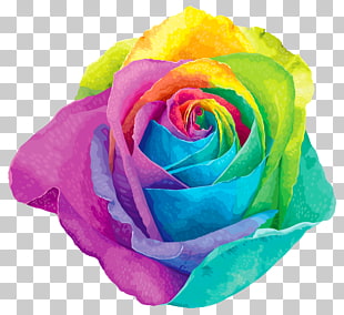 Flower Rainbow rose , Multicolored Rainbow Rose Transparent , multicolored rose illustration PNG clipart