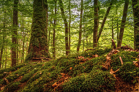 forest during daytime thumbnail
