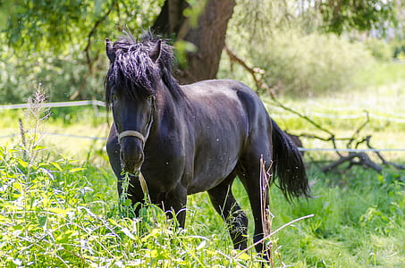 animal, farm, grass, mane thumbnail