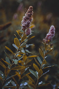 Lavender Flowers thumbnail