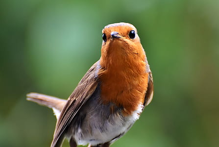 photo of orange and gray bird thumbnail