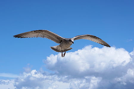 brown flying bird thumbnail