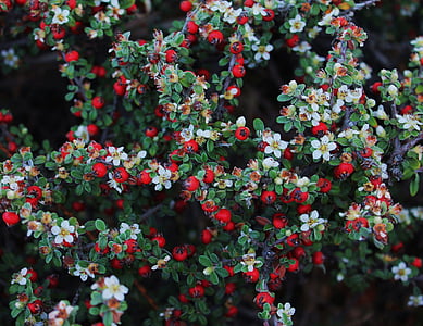white and red flowers thumbnail