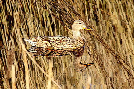 tan geese on body of water thumbnail