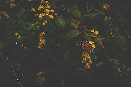 Vanessa atalanta butterfly perched on yellow flowers thumbnail