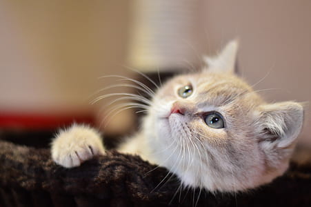 shallow focus photography of short-coated gray cat thumbnail