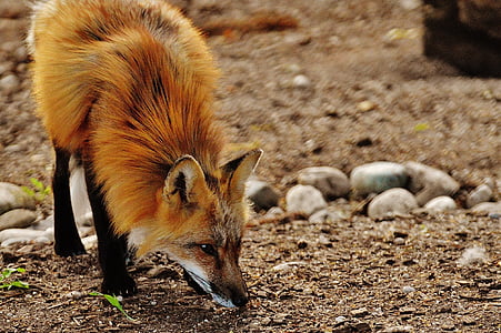 brown fox sniffing the ground thumbnail