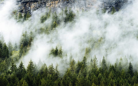 foggy pine trees thumbnail