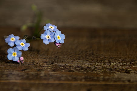 blue forget-me-not flowers on brown surface thumbnail