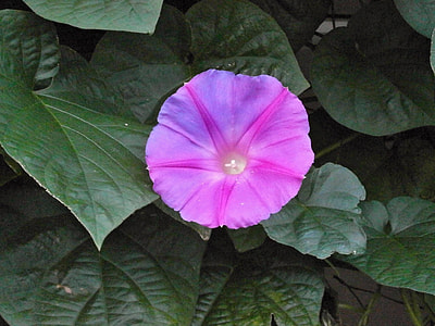 Morning Glory, Purple Flowers thumbnail