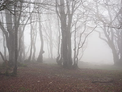 leafless trees near fallen autumn leaves thumbnail