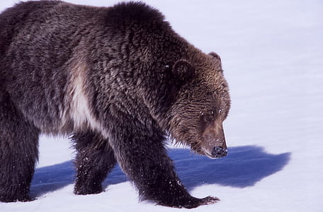 grizzly bear on white surface thumbnail