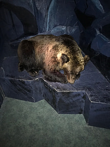 Bear, Animal thumbnail