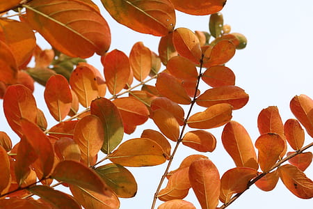 low angle photography of orange tree thumbnail