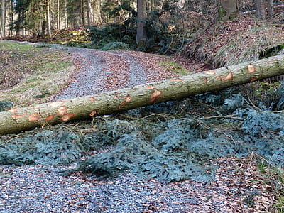 tree log blocking road thumbnail