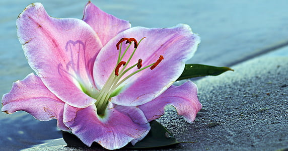 pink petaled flower thumbnail