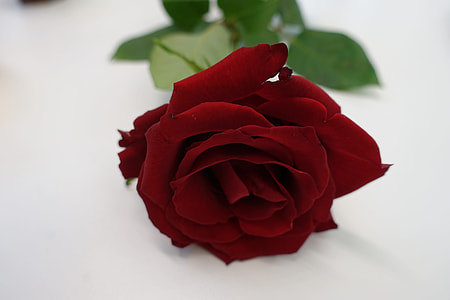 clsoeup photo of red rose thumbnail
