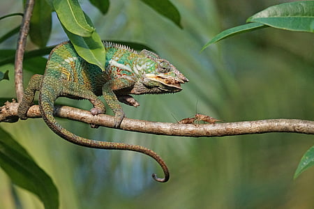 chameleon near crickets on branch thumbnail