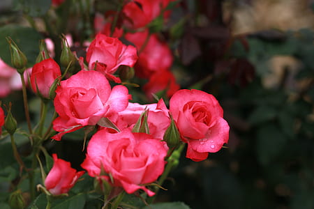 selective focus photo of red flower thumbnail