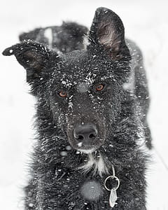 selective focus photography of black dog thumbnail