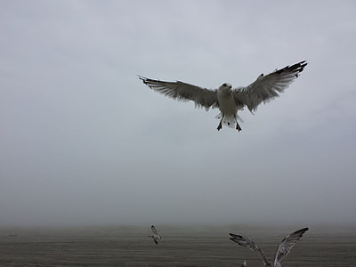 white bird soaring high thumbnail