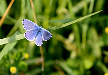 selective focus photography of purple butterfly perched on linear leaf plant thumbnail