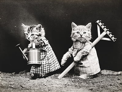 two grey cat digital wallpaper thumbnail