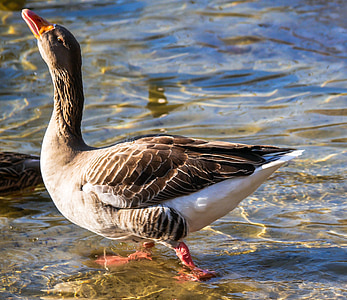 brown and white duck in river thumbnail