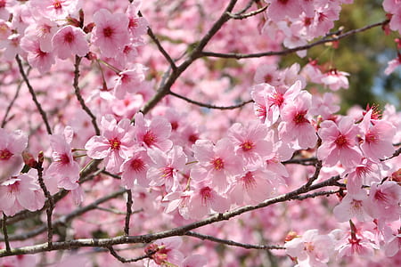 closeup photography of cherry blossom thumbnail