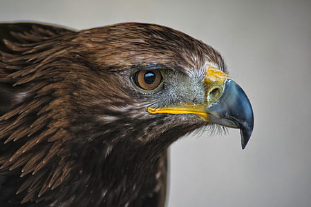 brown eagle thumbnail
