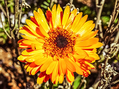 orange Gerbera flower close-up photography thumbnail